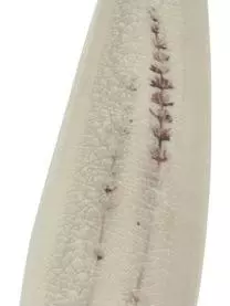 Bloomingville Handgemachte Servierplatte Bea Mit Gräser-Motiv 10 Bloomingville Handgemachte Servierplatte Bea Mit Gräser-Motiv – Bild 8